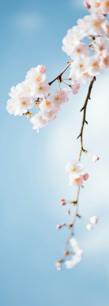 Une branche de cerisier en fleur descends du haut de l'image vers le bas. Le fond de l'image est bleu ciel. 